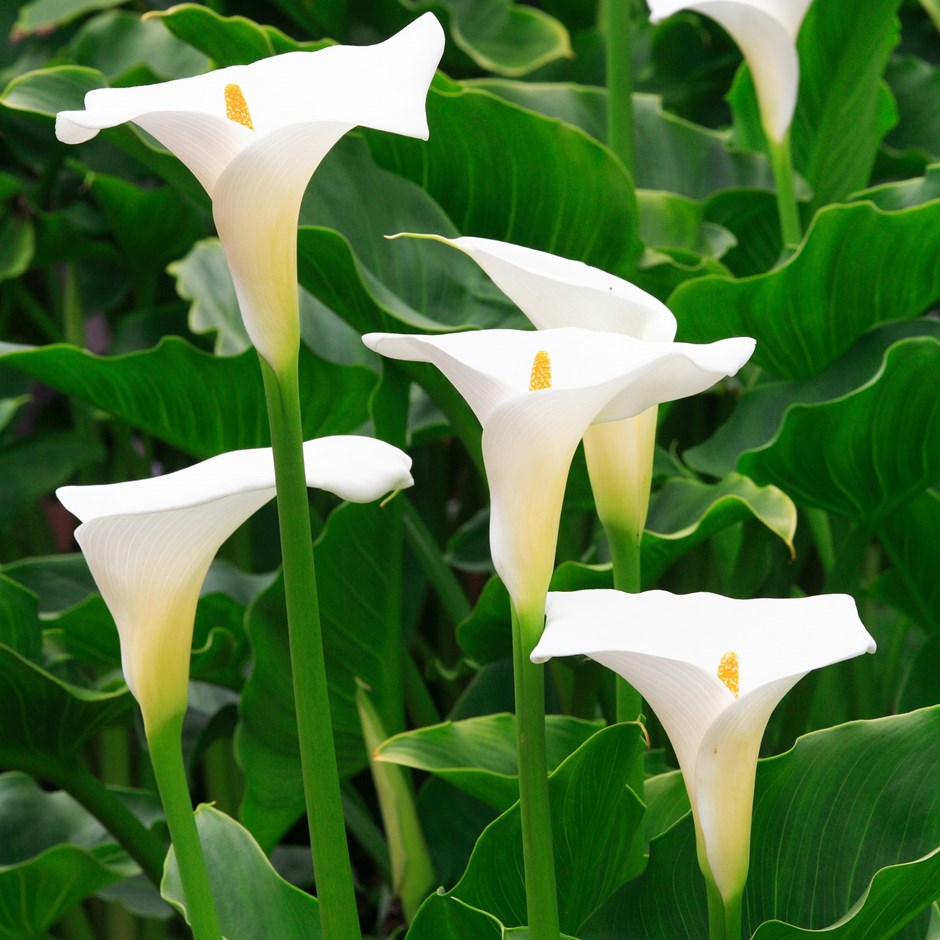 Arum lilies