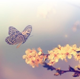 Blossom butterfly