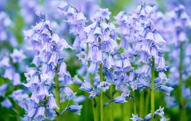 Bluebells