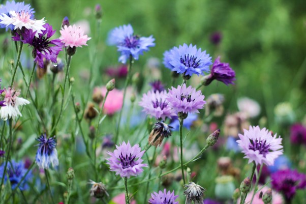 Cornflower