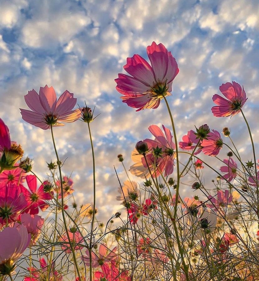 Cosmos sunlight