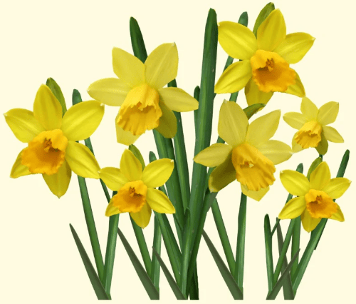 Daffodils 3