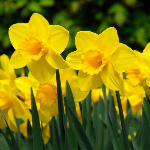 Daffodils