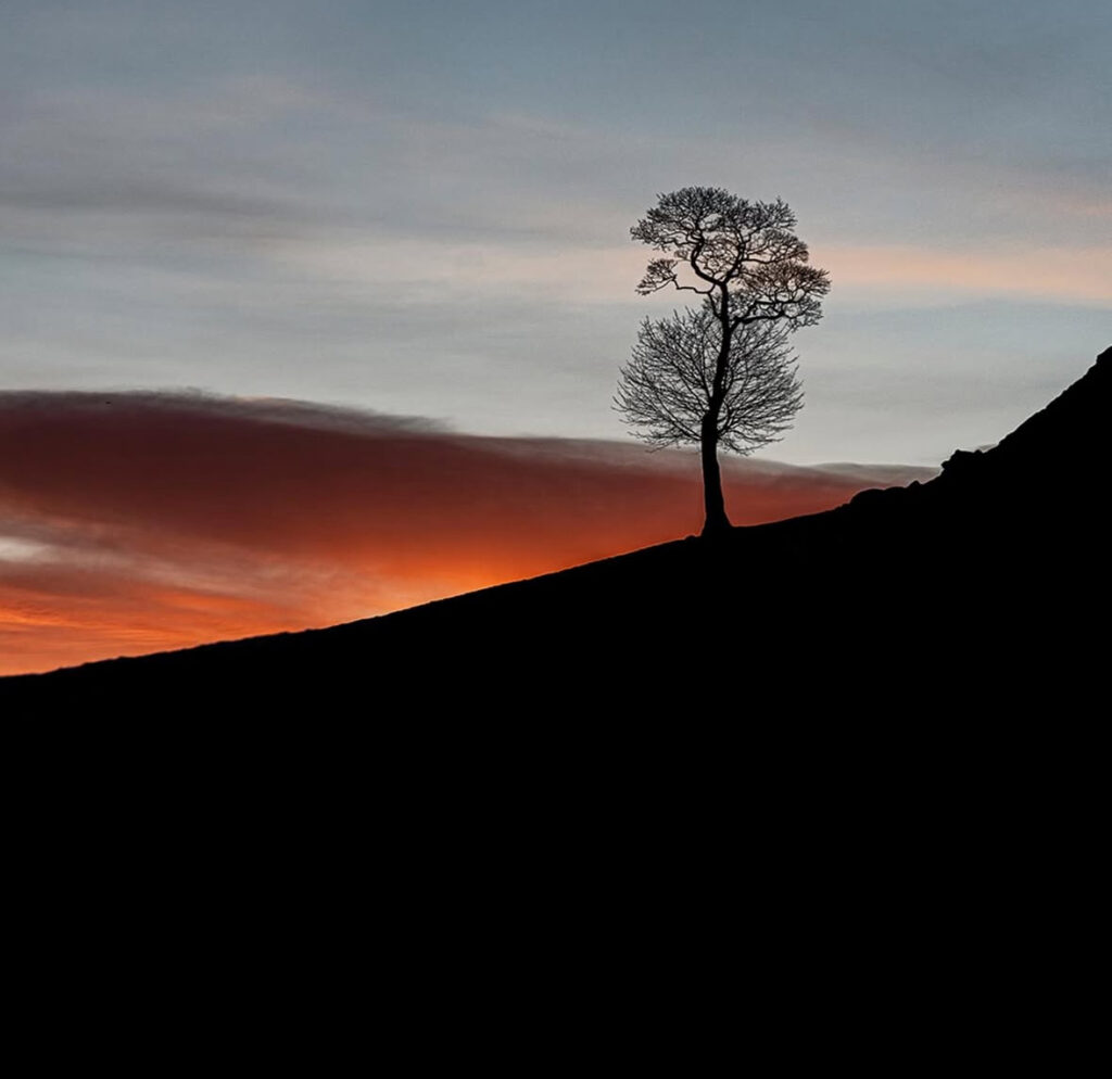Dark tree sunset