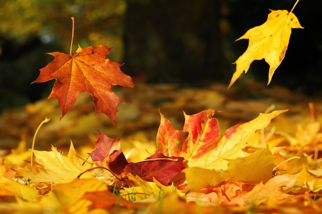 Falling leaves dreamstime 11646793 2