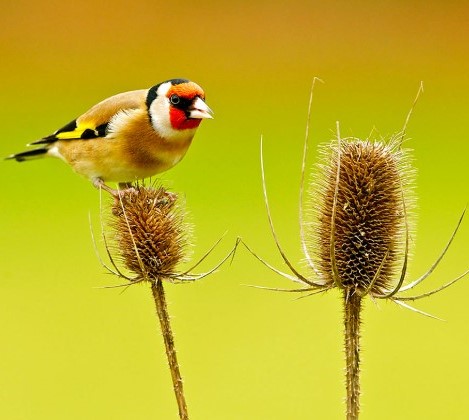 Goldfinch