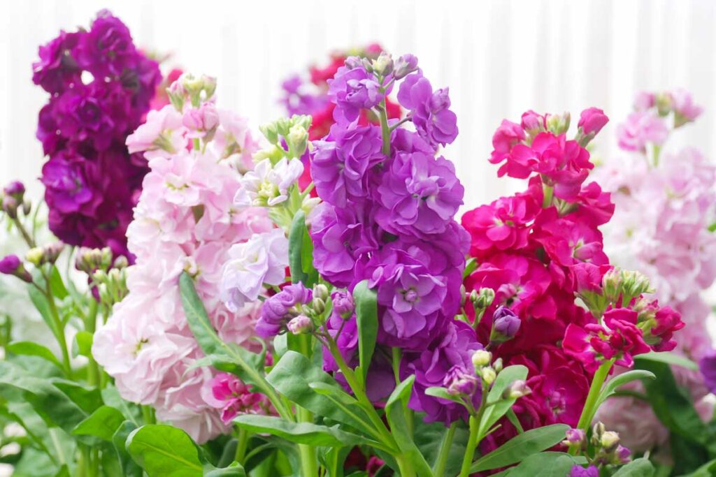 Matthiola,incana,flower,,stock,flowers,,cut,flowers,in,nursery,,potted