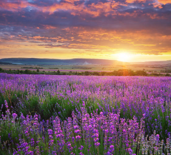 Lavender sunset