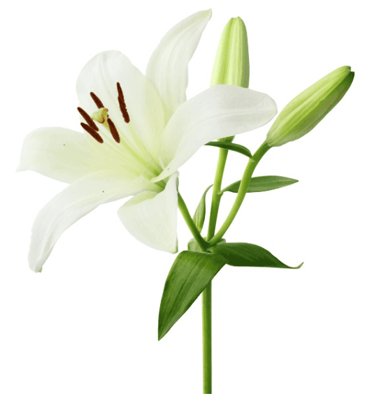 Lily