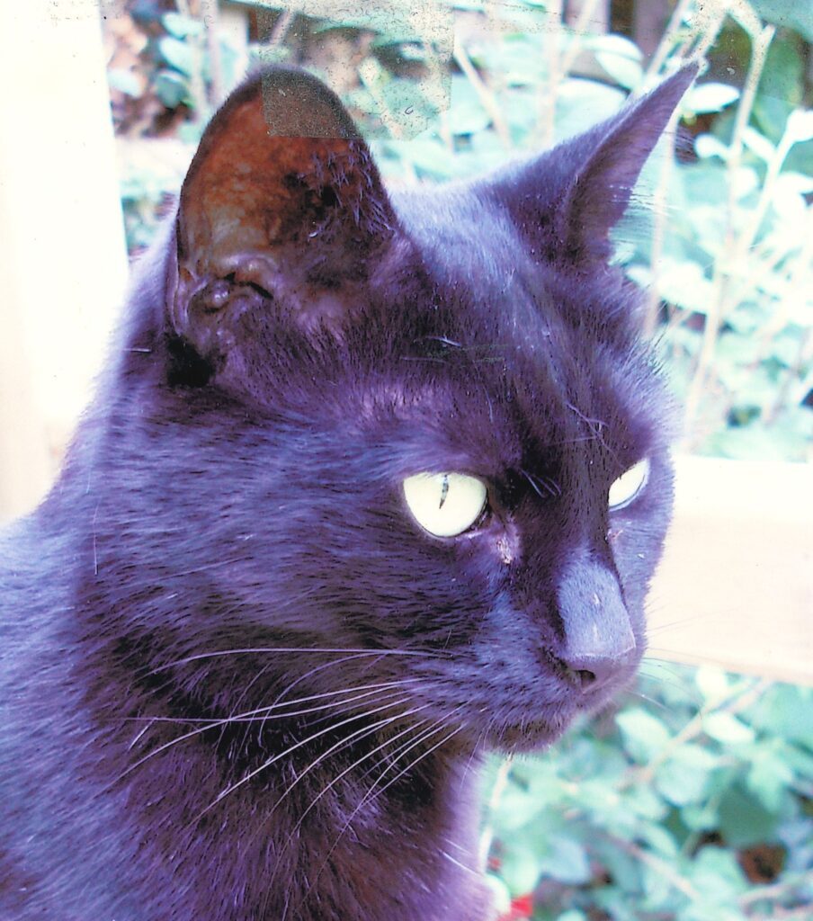 Mitzi bruin