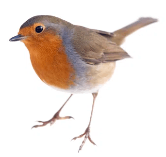 Robin3