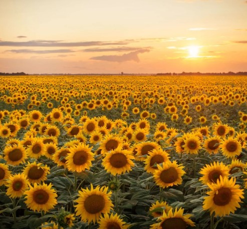 Sunflower field