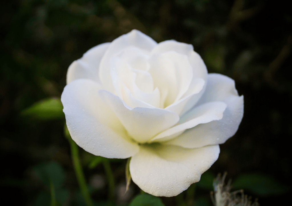 White rose