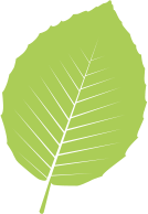 The Beech Plan Beech leaf