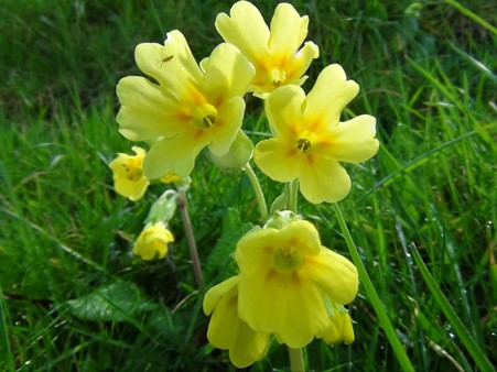 Cowslip