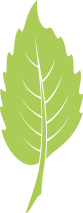 The Elm Plan Elm leaf