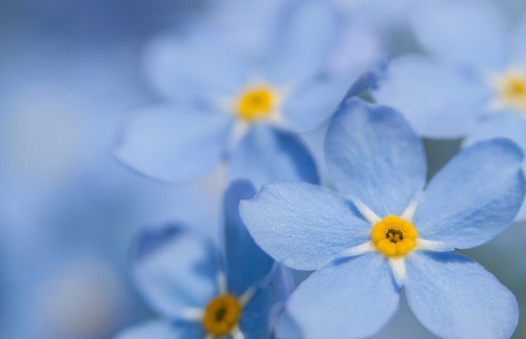 Forget me nots