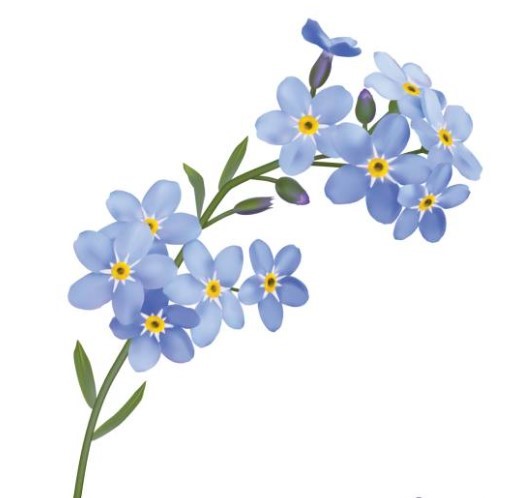 Forget me