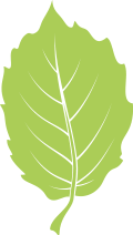 The Hazel Plan Hazel leaf