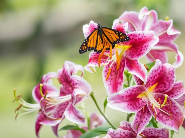 Lily & butterfly