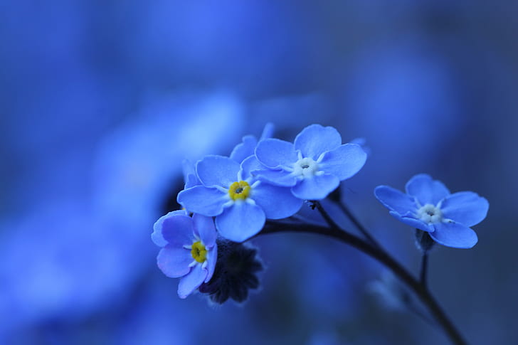 Macro background bokeh forget me not wallpaper preview