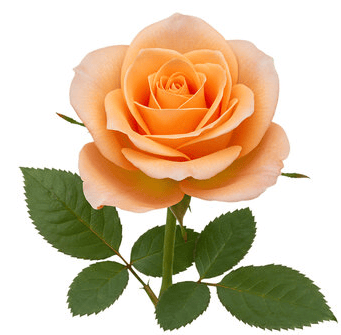Orange rose