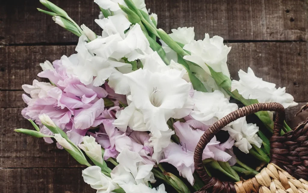 Pink and white gladioluses