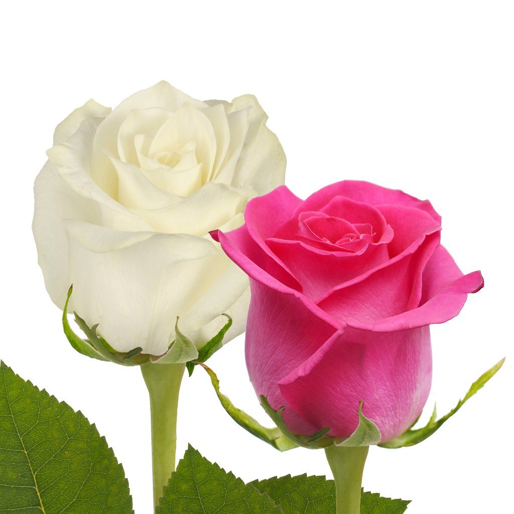 Roses