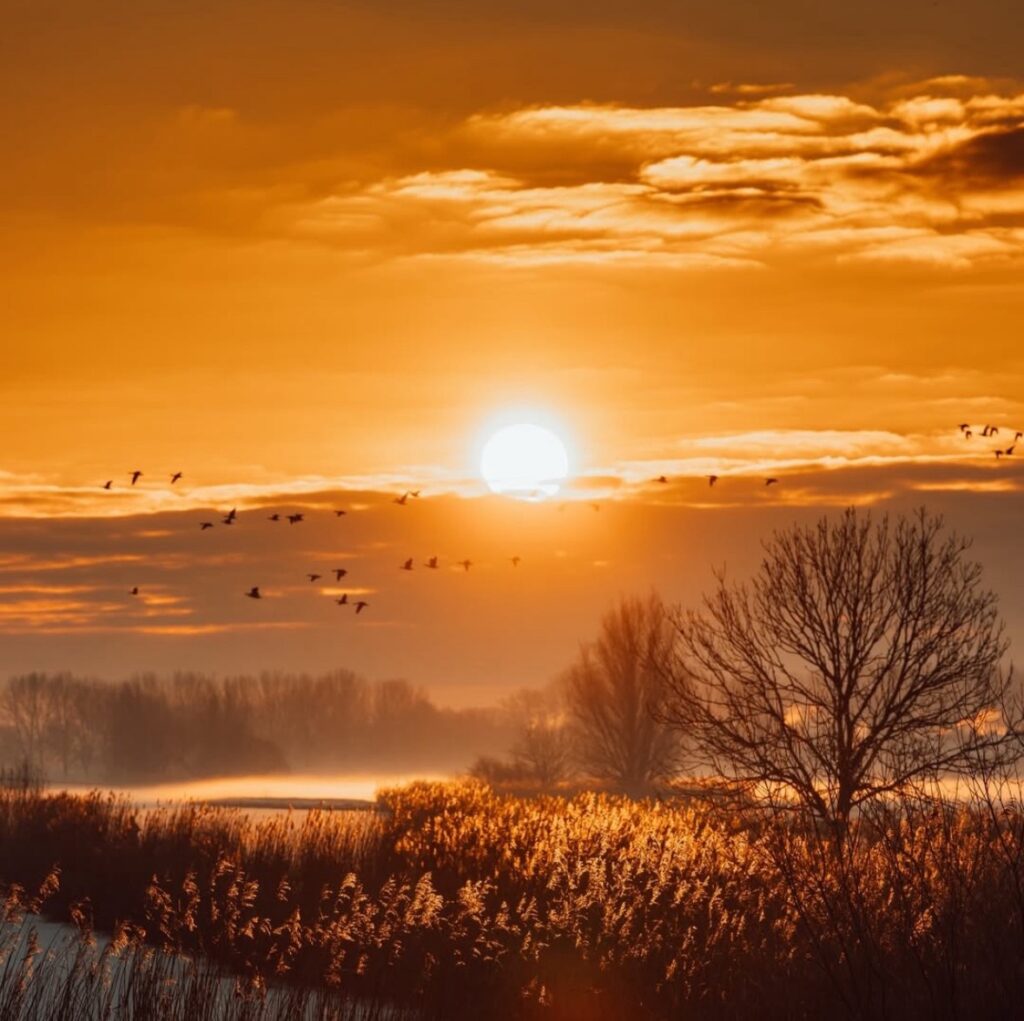 Sunset birds tree