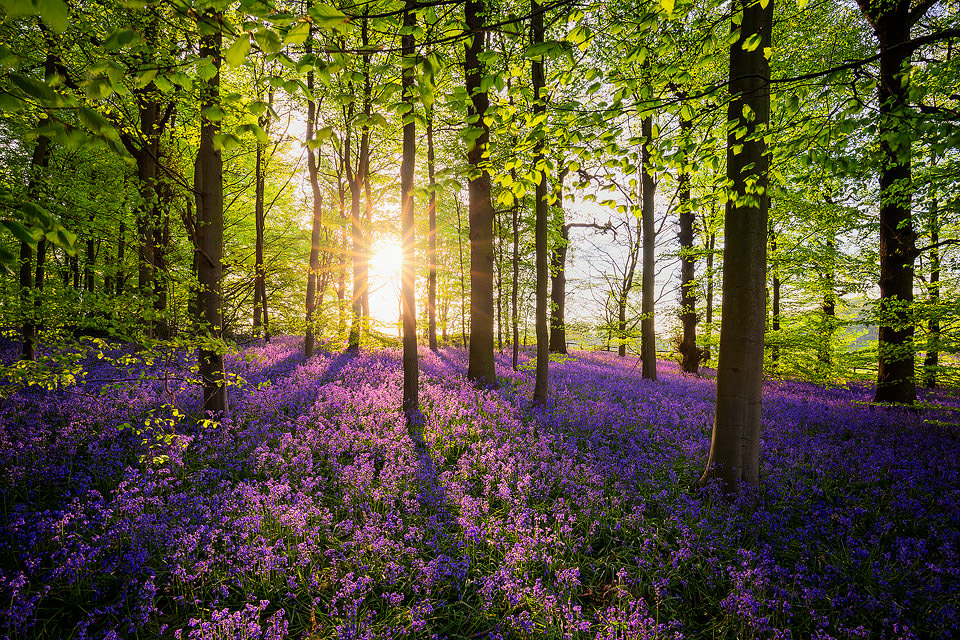 Sunset bluebells
