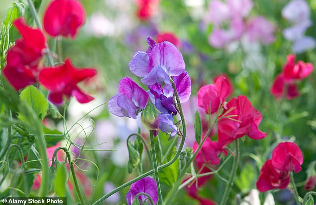 Sweet peas