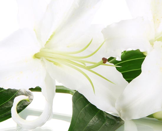White Lilly