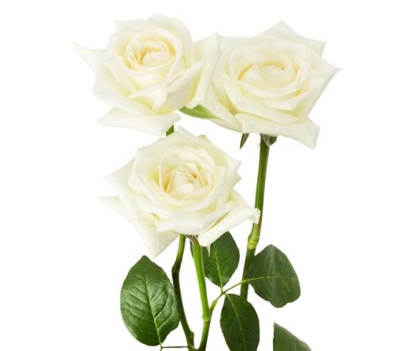White rose