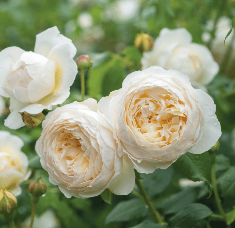 White roses