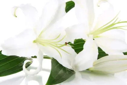 White lilies 3